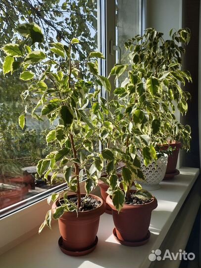 Фикусы разные