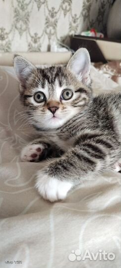 Курильский бобтейл