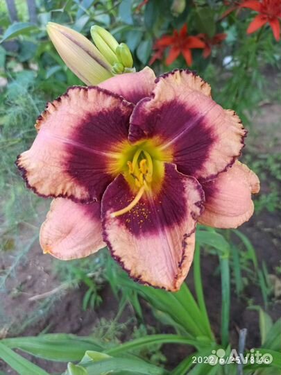 Лилейники набором