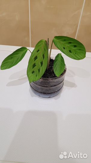 Маранта цветок