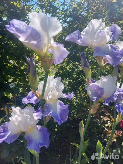 Ирисы сортовые разные