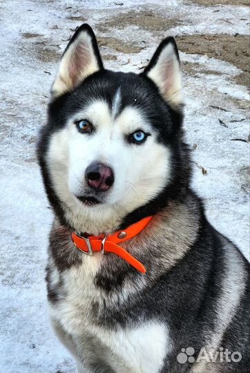 Сибирский хаски