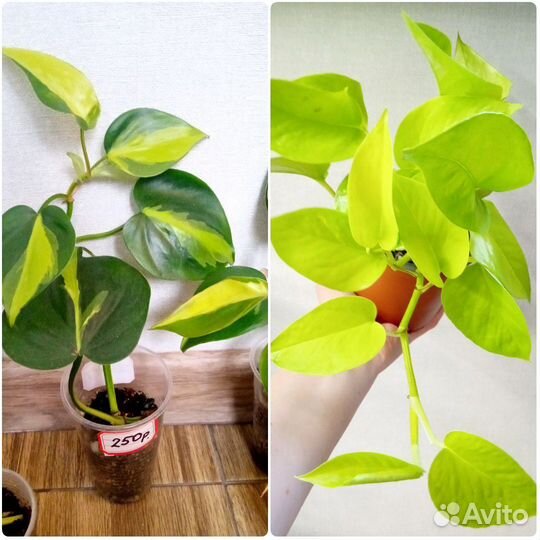 Филодендрон Сканденс Бразил, Эпипремнум Неон