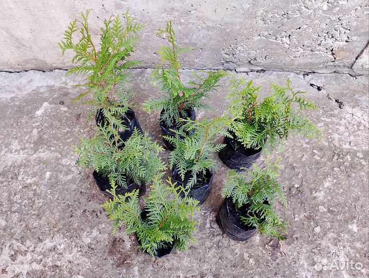 Саженцы Растений