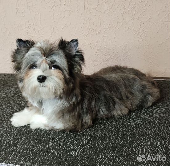 Мраморный Йорк, девочка