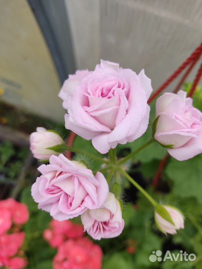 Герань пеларгония розебудная кашпо