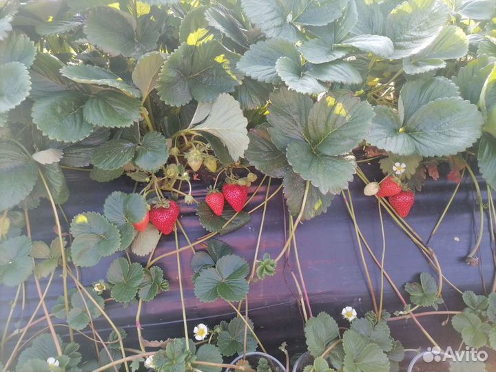 Клубника (Ягода)