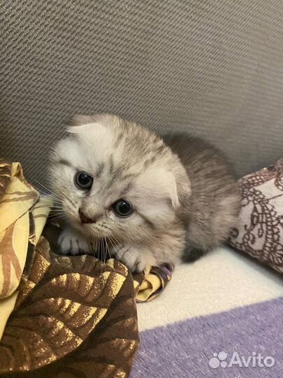 Кошки