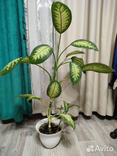 Диффенбахия