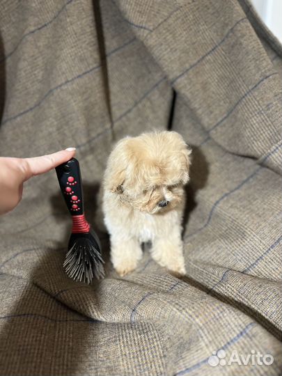 Щенок мальтипу f1 мини