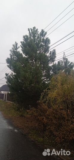 Живая сосна к новому году