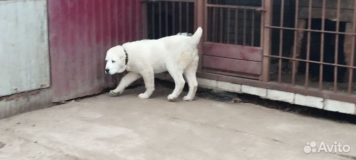 Шикарная девочка сао