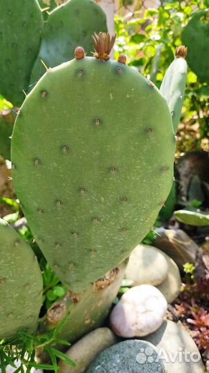Кактус Опунция садовая (южнобережная)