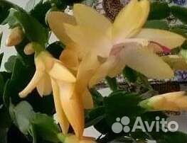 Цветок Шлюмбергеры или декабристы