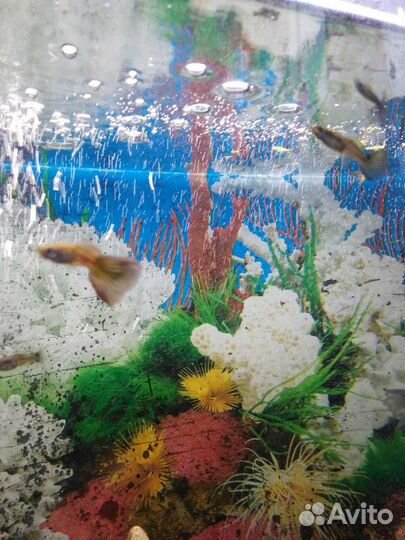 Аквариум