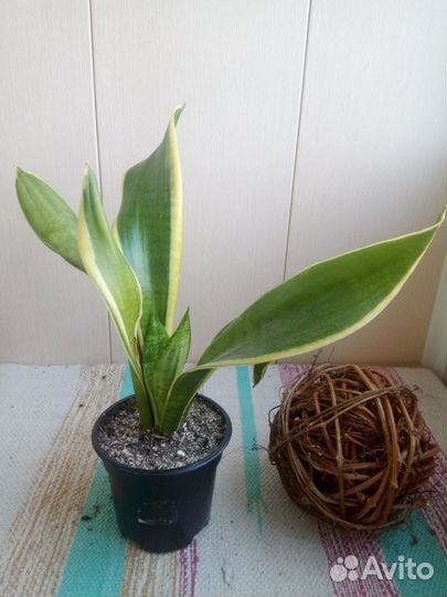 Сансевиерия Лауренти