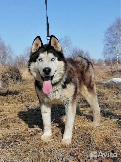 Хаски в добрые руки