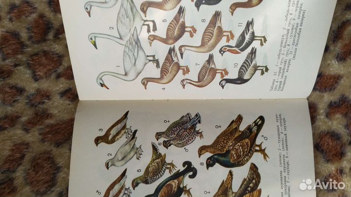 Книга рн пз