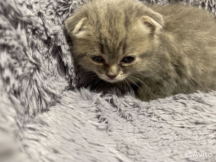 Шотландская вислоухая кошка