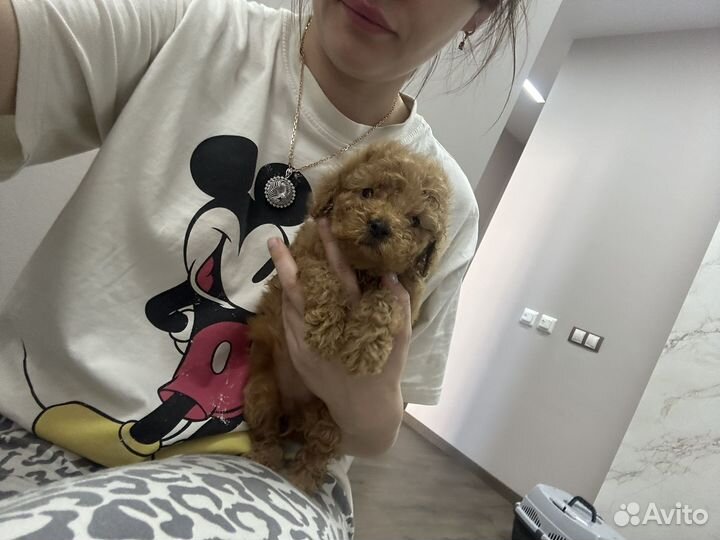 Микро мальчики и девочки