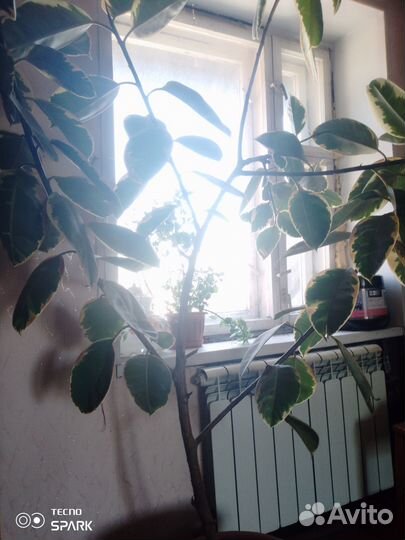 Комнатные цветы