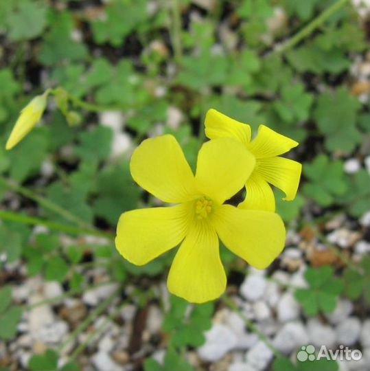 Кислица желтая