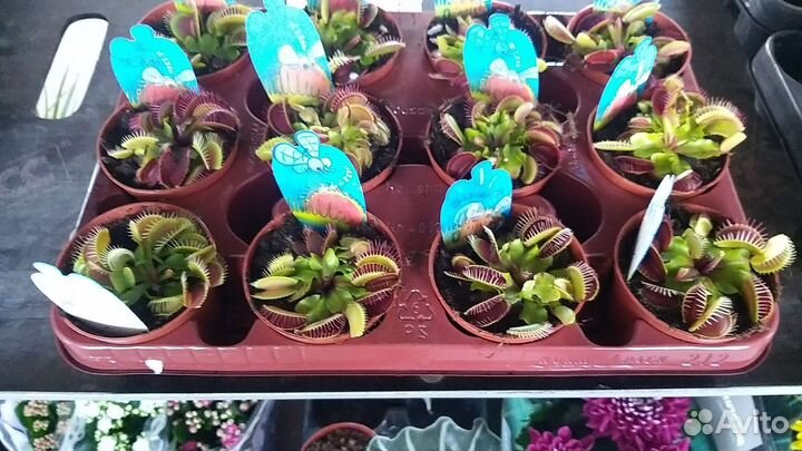 Венерина мухоловка