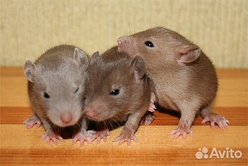 Декоративная крыса крысята разных окрасов