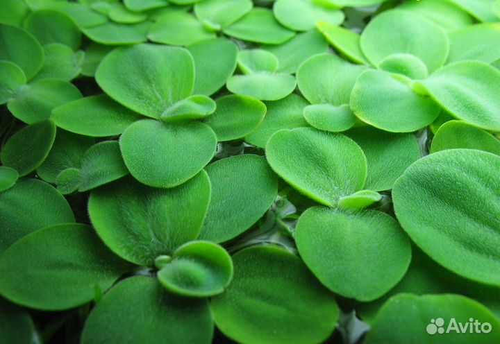 Пистия, роголистник