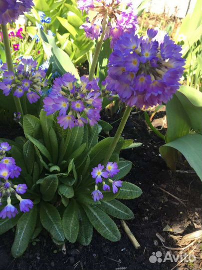 Цветы многолетники