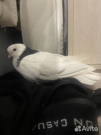 Голубь домашний