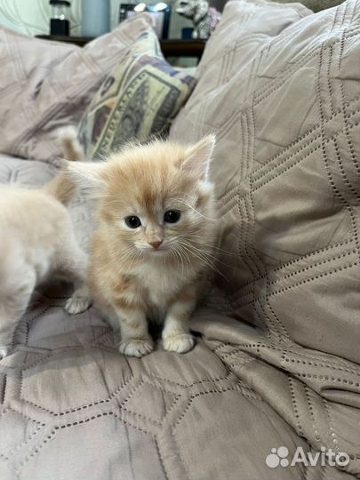 Котята в добрые руки бесплатно мальчики