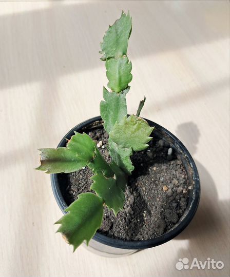 Кактусы и суккуленты