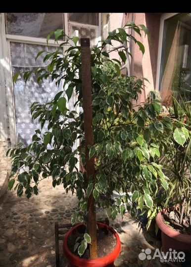 Фикус бенджамина