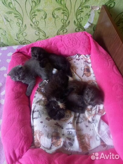 Вислоухие котята