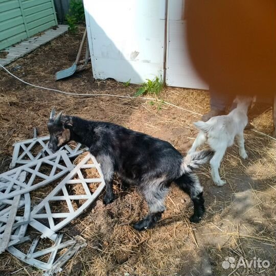 Козы дойные и козлики ламанча