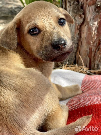 Собака в добрые руки щенок