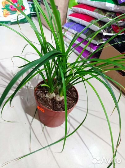 Бокарнея нолина