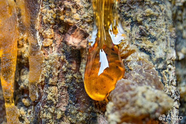 Живица кедровая 1л