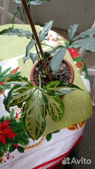 Сингониумы сортовые часть 1