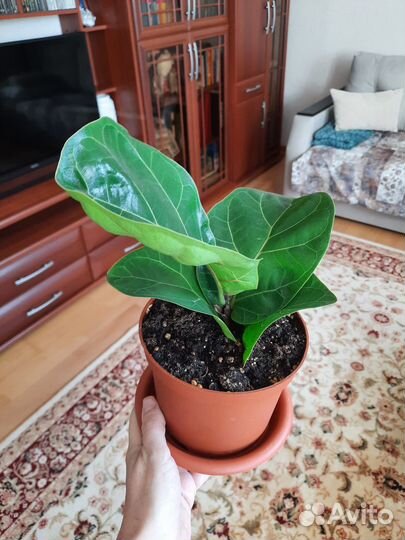 Фикус Лирата Бамбино