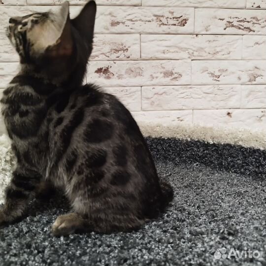 Бенгальская кошка