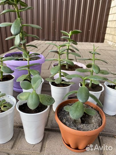 Денежное дерево