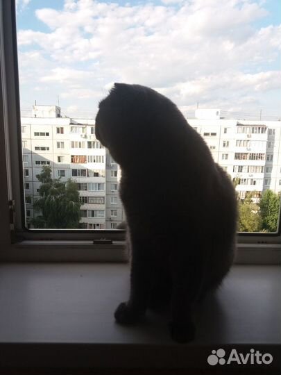 В добрые руки