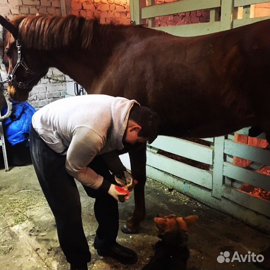 Ковка и расчистка Лошадей и Пони и восстановления