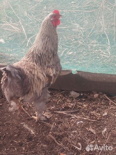 Куры и петухи брама