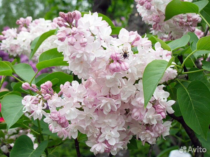 Саженцы сирени Красавица Москвы