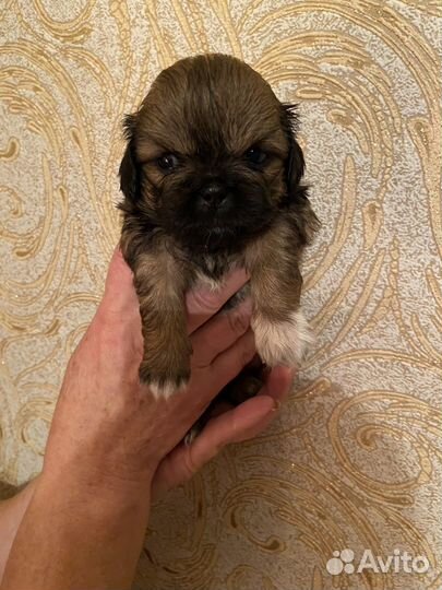 Щенки пекинеса