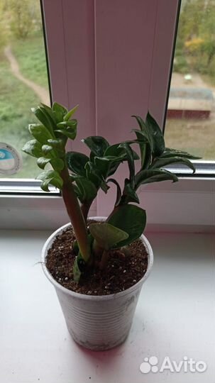 Замиокулькас Зензи