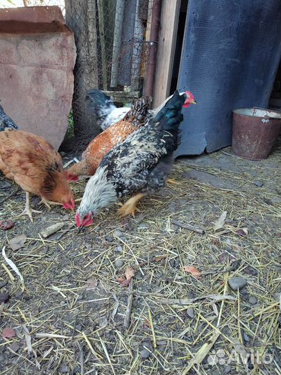 Петушки, молодой петух